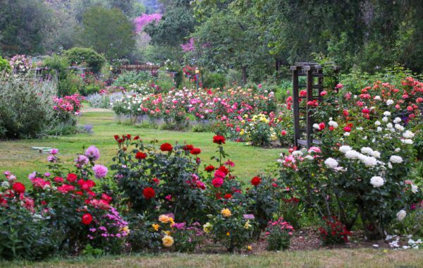view rose blooming greenhouse